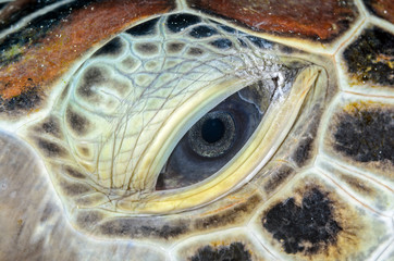 Green Turtle