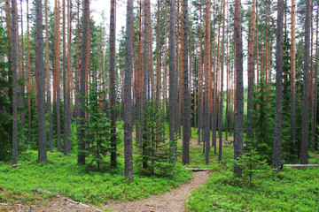 sun and coniferous forest of pine and fir in the reserve. Leningrad Region, Russia