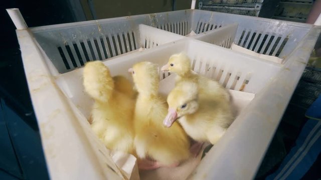 Newborn ducklings are being put into separate sections of a plastic container