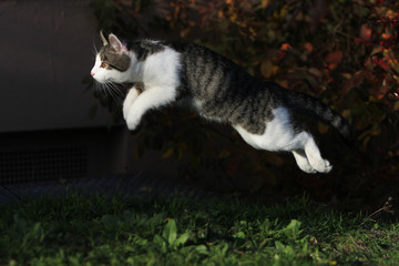 Young gray white european shorthair cat plays in the garden
