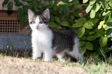 Naklejka na ściany i meble european shorthair cat 