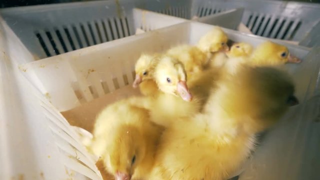 Sectors of a plastic box are getting filled with baby ducks