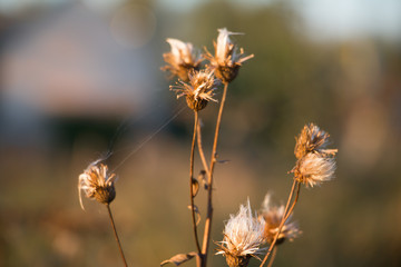 Autumn tava at sunset