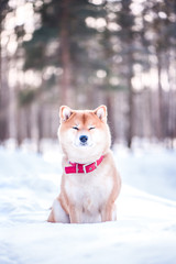 Dog of the Shiba inu breed sits on the snow on a beautiful winter forest background