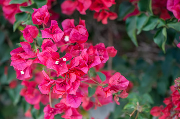 Bougainvillea, bardovo red flowers, texture, background