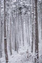 winter forest background