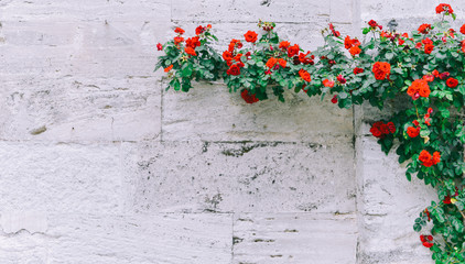 Roses on an old wall Old brick wall, hundreds of years old, with climbing roses blossoming.