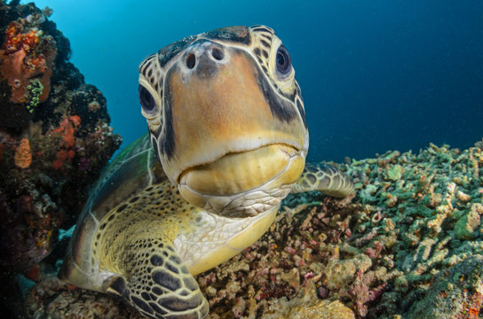 Green Turtle