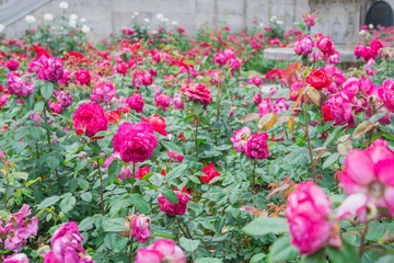 Fototapeta na wymiar Pink roses in the garden.