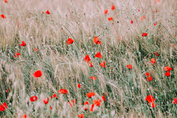Field of bright red corn poppy flowers in summer