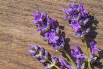 fresh flowers lavender on a wooden background