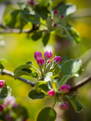 blooming apple tree in the spring
