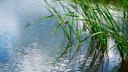 Summer lake on a Sunny day.The reeds in the water. - obrazy, fototapety, plakaty