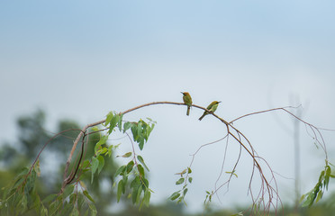 Merops orientalis or Green Bee - eater / little green bee-eater on the branch.