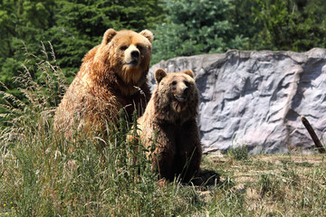 Bärenpaar