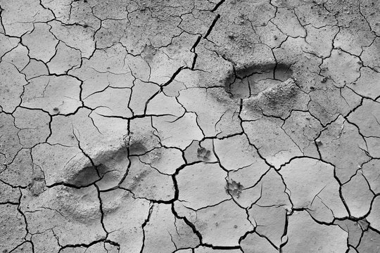 Details of the ground The cracks in the soil. Due to the lack of moisture in the soil, the characteristics of the dehydrated clay are separated. Drought On the conservation of soil and water.
