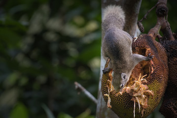 Obraz premium Squirrels are eating jackfruit.