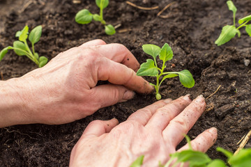 Close up hands seeding plants