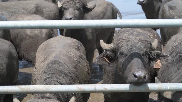 "4K buffaloes grazing in a dairy farm"