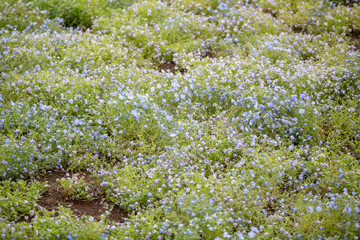 Carpet of Nemophila, or baby blue eyes flower