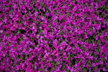 Close-up on many  purple small field of flowers. background