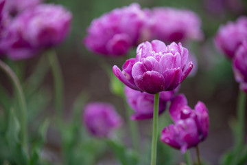 Close-up of colorful pick tulip in the flower field.