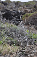 Pantelleria