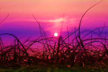 blur sunset on the sea and silhouette grass on beach colorful purple sky