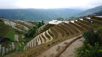 The Longji Terraced Fields