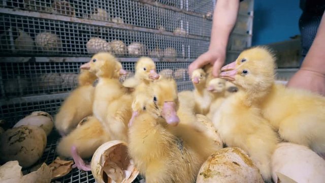 Newly-hatched baby ducks are fussing in a metal box and getting removed from it