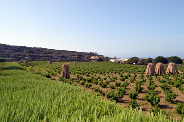 Pantelleria