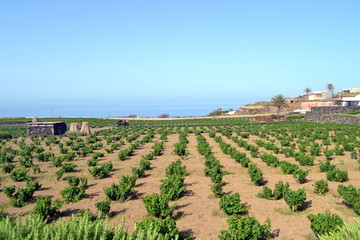 Pantelleria