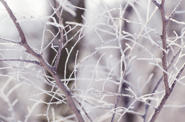 Christmas, winter background with frosty tree. Seasonal backdrop for new year greeting card design