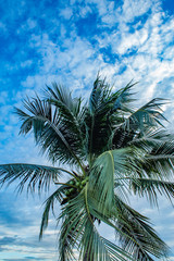 Fototapeta na wymiar Beautiful light of sunset behind the coconut trees.