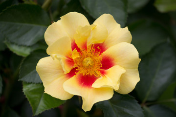Closeup of a beautiful yellow red colored Rose in full bloom