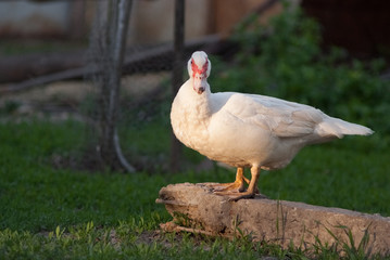 Duck close up portrait , painting like photo of white swan , duck, website material