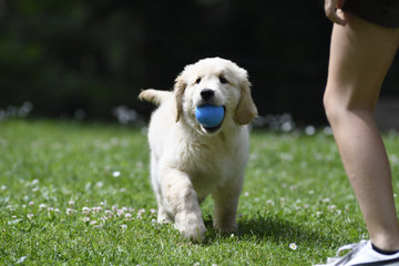 Golden retriever