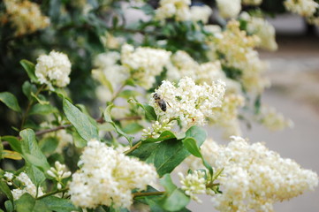 Apis mellifera, honey bee
