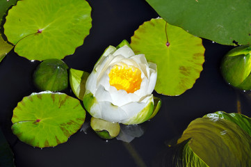 Beautiful white water lily