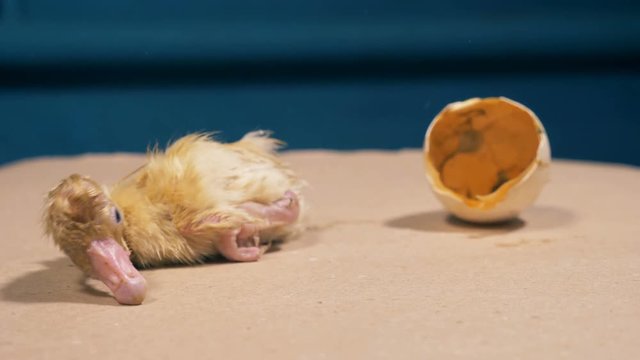 Newly-hatched baby duckling is crawling away from the broken eggshell