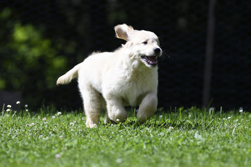 Obraz premium Golden retriever