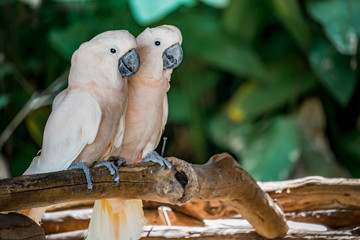 Two cockatoos © santagig