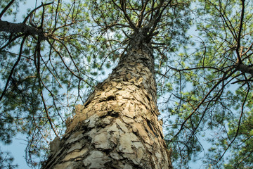 Pine trees in the forest. Bark And the tall corners of tall pines see the sky.