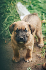 Puppy of German Hunting Terrier in the garden