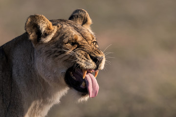 Lion with tongue