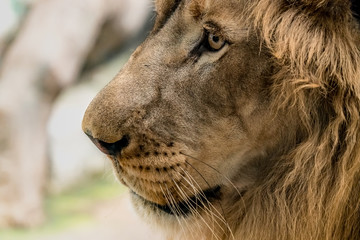Closeup of lion