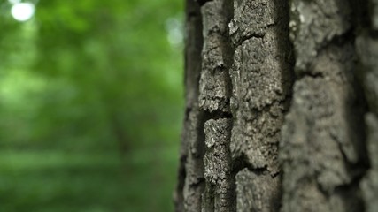 The bark of a century old oak. Thick layer of bark on oak. The bark from the oak macro.