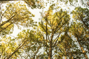 Pine trees in the forest. Bark And the tall corners of tall pines see the sky.