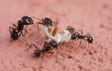 ants