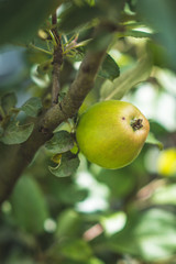 Green apple grows an apple tree
